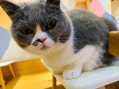 -滚猫咖啡·猫咖·猫友好撸猫(未来城店)