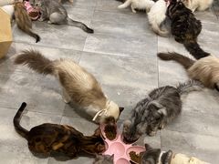 -楼上猫咖(罗湖店)