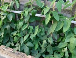 -姜美堂·蒸姜除湿の纤体美颜馆