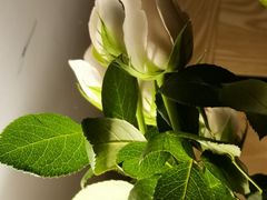 -循礼门鲜花花市(武汉循礼门店)