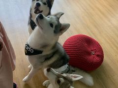 -Husky Go! 哈士奇体验馆·宠物咖啡厅狗咖