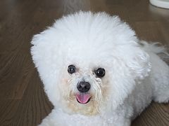 -艾贝尔宠物医院·24H转诊中心·肿瘤猫专科(江宁双龙店)