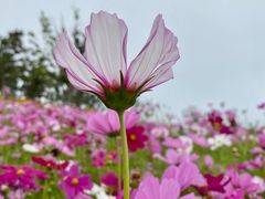 -小麦岛公园