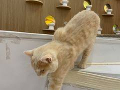 -COLOR PETS 撸猫馆·购猫·猫咖(长风大悦城店)