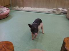 -藦茜花园宠物主题亲子互动体验馆(国顺东路店)