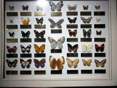 -上海昆虫博物馆