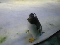 -芜湖新华联大白鲸海洋公园