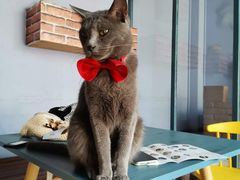 -喵屿·大理花园猫咖