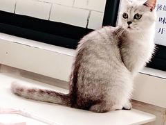 -喵的天空名猫咖啡馆·撸猫·猫舍·用品