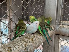 -正佳雨林生态植物园
