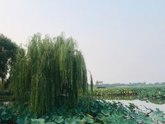 -白洋淀景区