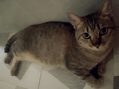 -御宝贝·A梦猫科宠物医院(国际猫友好医院)