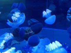 -欢乐海岸海洋奇梦馆