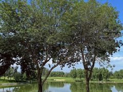 -龙熙温泉高尔夫俱乐部