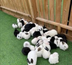 -萌宠亲子动物乐园(槐房万达店)