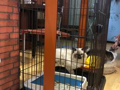 -万小咖.猫咖(中山路天虹店)