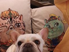 -more than meow吴止猫主题餐厅(承德 中船汇店)