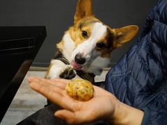 -百好乐宠物友好餐厅(朝外大街店)