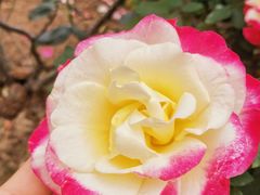 -人民公园(罗湖区)