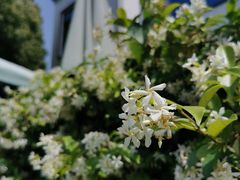 -树山生态村