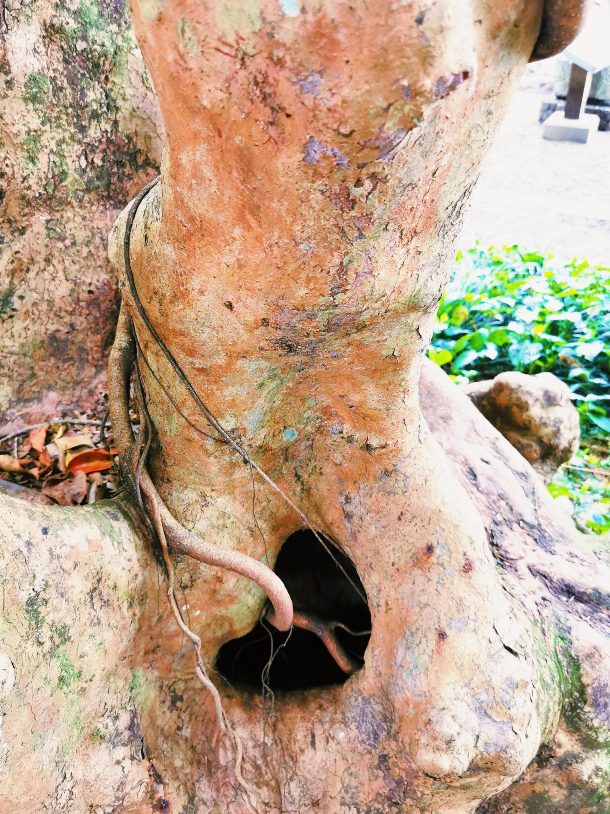 这样拍出春天榕树的壮观❗️