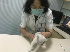 -瑞派·关忠动物医院·异宠专科·犬猫肿瘤·皮肤专科(望京店)