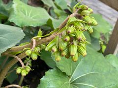 -春花秋色城市公园