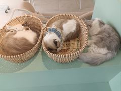 -怪兽屋·羊驼·猫咖·狗咖(俊华广场店)