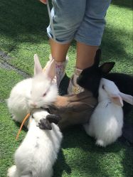 -萌宠亲子动物乐园(槐房万达店)