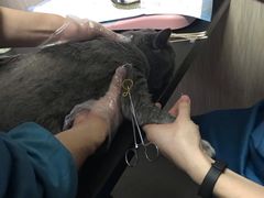 -安安宠医宠物医院·异宠·犬猫内科(岳阳分院)