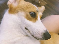 -柯斗斗主题餐厅·狗咖·围炉煮茶·茶饮(国瑞升平里店)