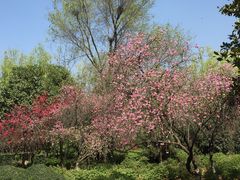 -洛阳市隋唐城遗址植物园