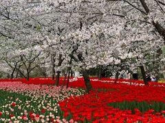 -东湖磨山景区樱花园-停车场