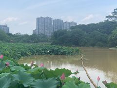 -金山公园