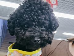 -达爱动物医院·犬猫分区·CT·复杂眼科(远洋山水分院)