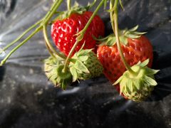 -昌平兴寿秀秀草莓采摘园