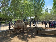 -长白岛森林公园