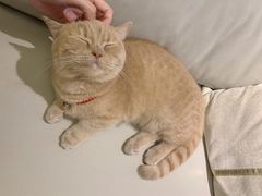 -Bastet sally猫舍购宠(静安店)