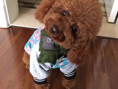 -酷迪宠物(赵登禹路店)