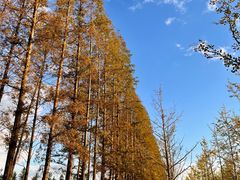 -黄海国家森林公园