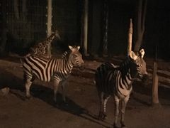 -清迈夜间动物园