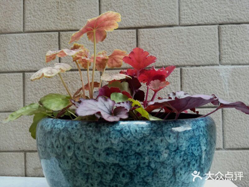 阳光明媚的日子，在小区里抬头看看蓝天白云