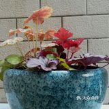 阳光明媚的日子，在小区里抬头看看蓝天白云