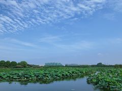 -荷塘月色湿地公园·向阳花洲