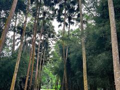 -中国科学院西双版纳热带植物园