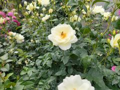 -人民公园(罗湖区)