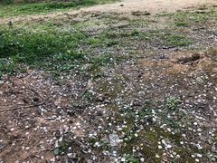 -香雪海