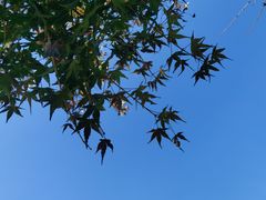 -南京老山国家森林公园