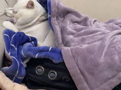 -关爱动物医院·心脏·中兽医·异宠(金牛路分院)