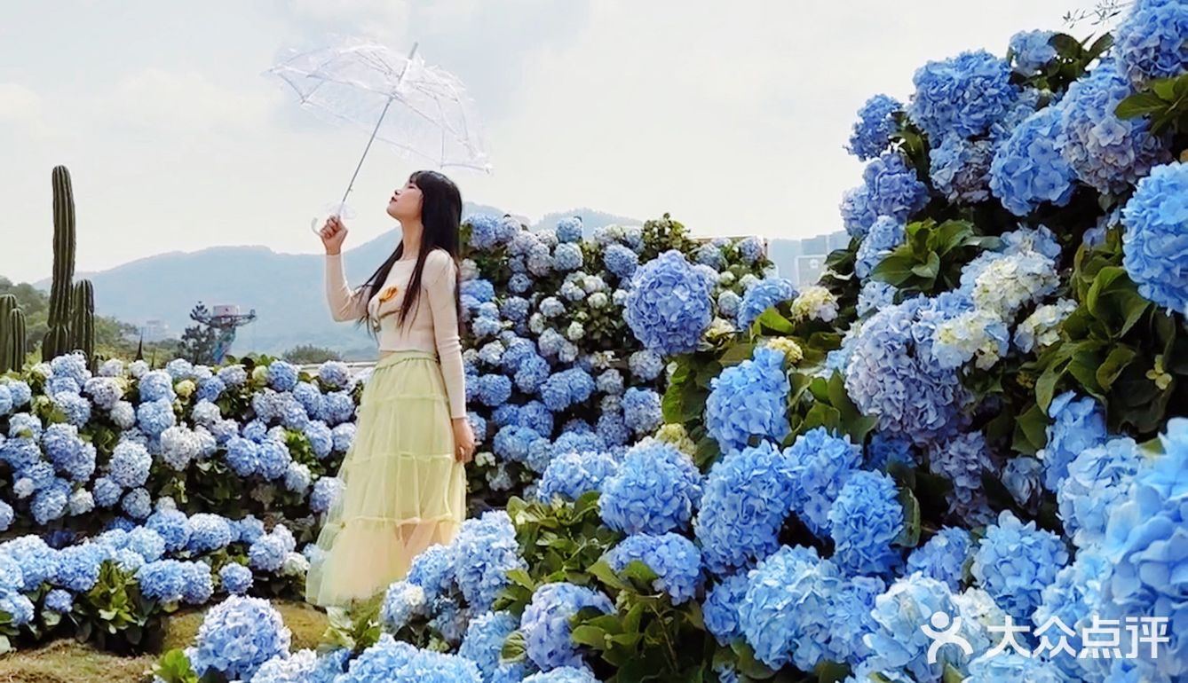 深圳春日诗意📸被绣球花海包围的浪漫天台❀